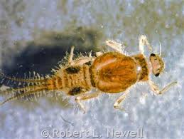 Leptohyphidae